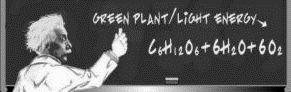 Albert Einstein, Green plant /light energy + Trichoms = Imagination!