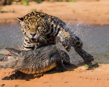 Jaguar catches 8' Cayman in the Brazilian Pantonal, Saga of the Amazon